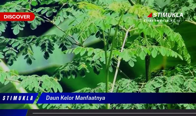 daun kelor manfaatnya