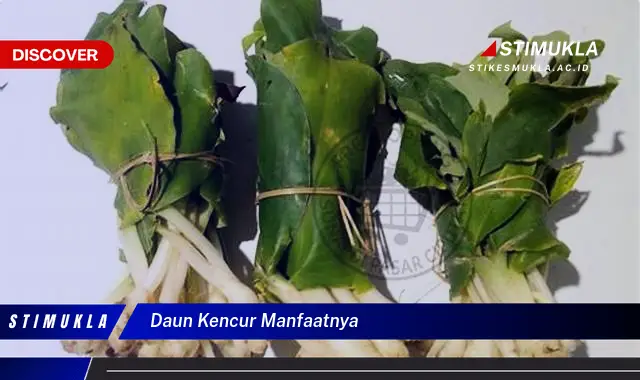 daun kencur manfaatnya