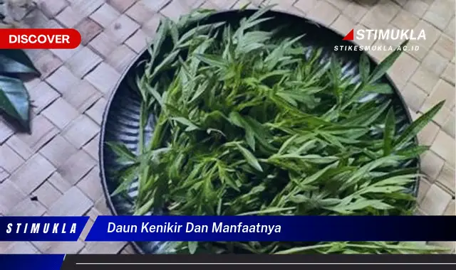 daun kenikir dan manfaatnya