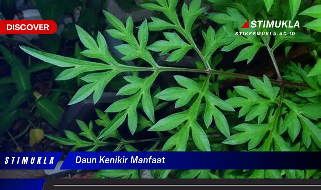 daun kenikir manfaat