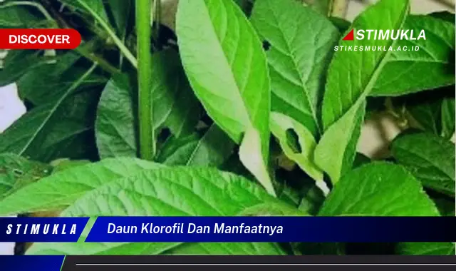 daun klorofil dan manfaatnya