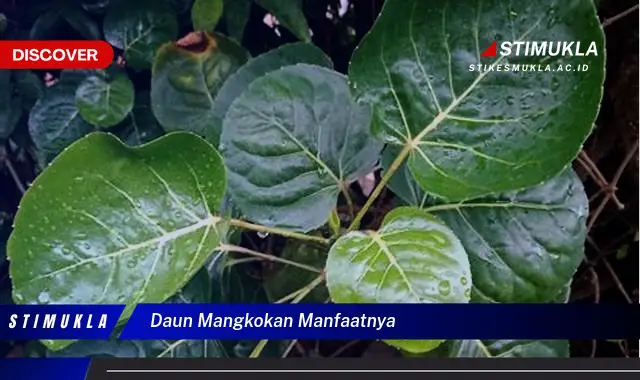 daun mangkokan manfaatnya