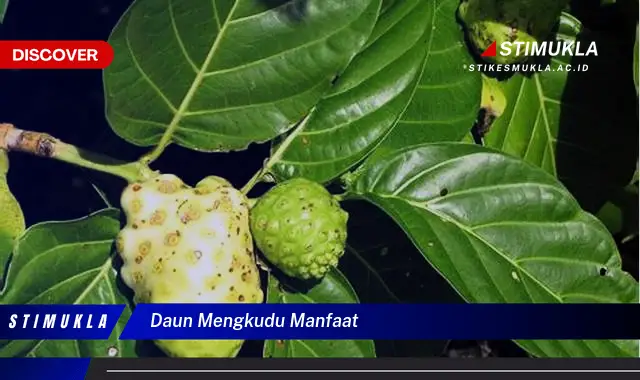 daun mengkudu manfaat