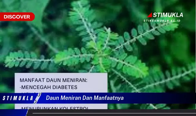 daun meniran dan manfaatnya