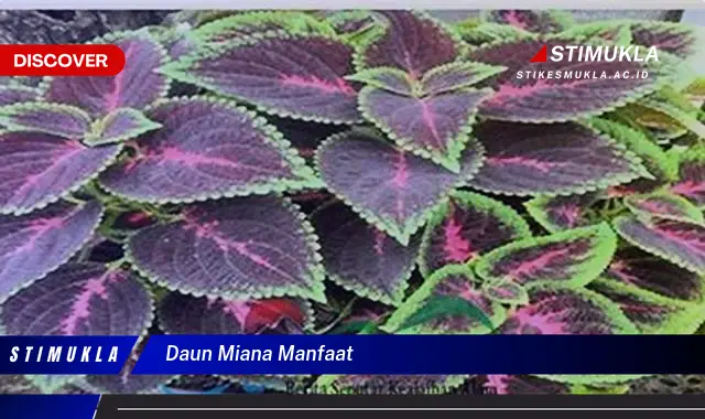 daun miana manfaat