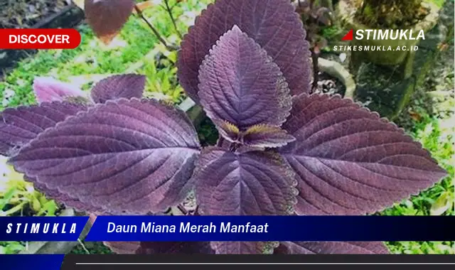 daun miana merah manfaat