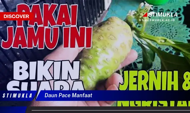 daun pace manfaat