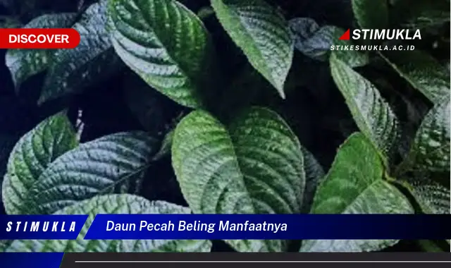 Temukan 8 Manfaat Daun Pecah Beling yang Wajib Kamu Intip