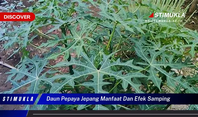 daun pepaya jepang manfaat dan efek samping