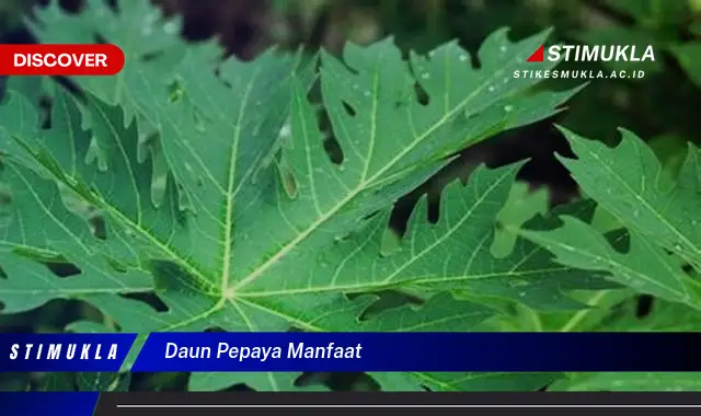 daun pepaya manfaat