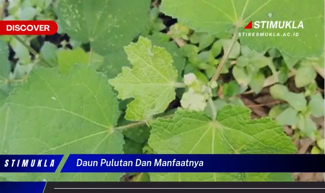 daun pulutan dan manfaatnya