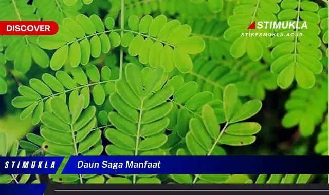 daun saga manfaat