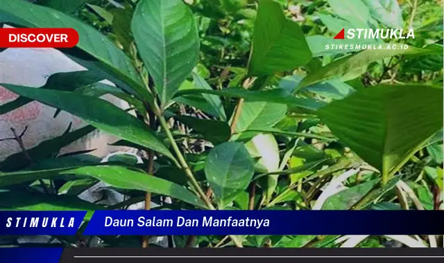 daun salam dan manfaatnya