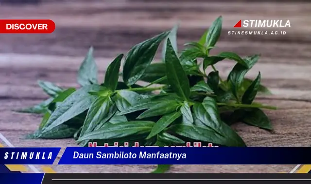daun sambiloto manfaatnya