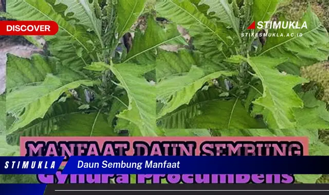 daun sembung manfaat