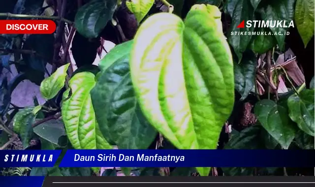 daun sirih dan manfaatnya
