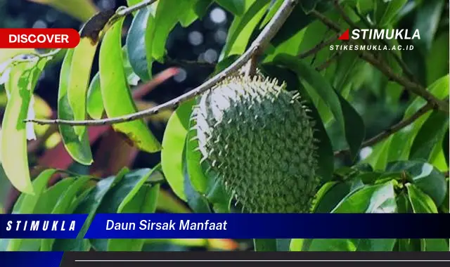 daun sirsak manfaat