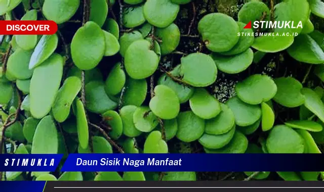 daun sisik naga manfaat