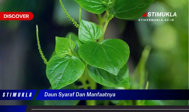 daun syaraf dan manfaatnya