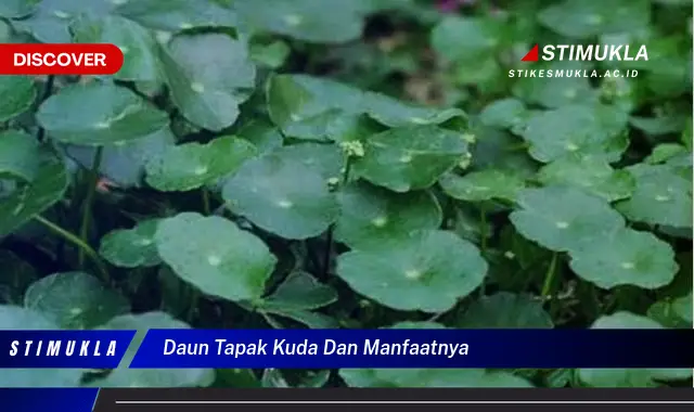 daun tapak kuda dan manfaatnya