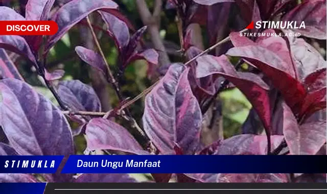 daun ungu manfaat