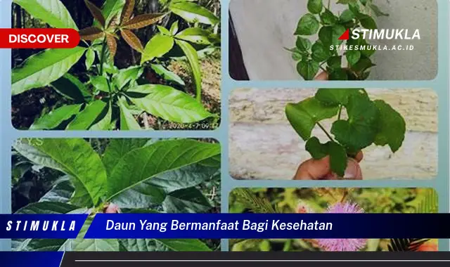 daun yang bermanfaat bagi kesehatan