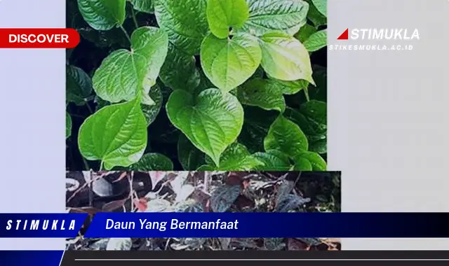 daun yang bermanfaat