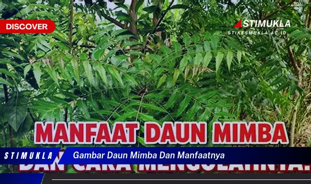 gambar daun mimba dan manfaatnya