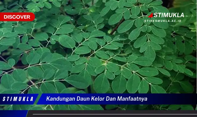 kandungan daun kelor dan manfaatnya