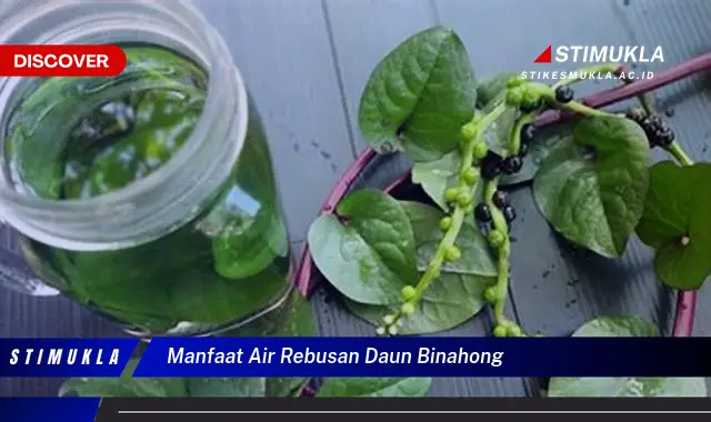 manfaat air rebusan daun binahong