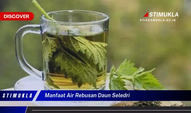 manfaat air rebusan daun seledri