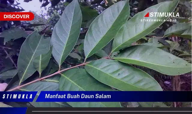 manfaat buah daun salam