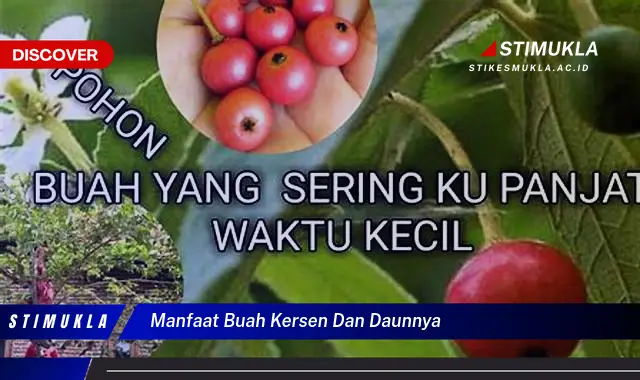 manfaat buah kersen dan daunnya