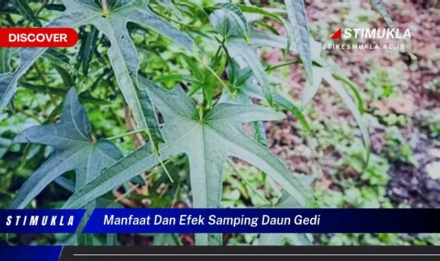 manfaat dan efek samping daun gedi