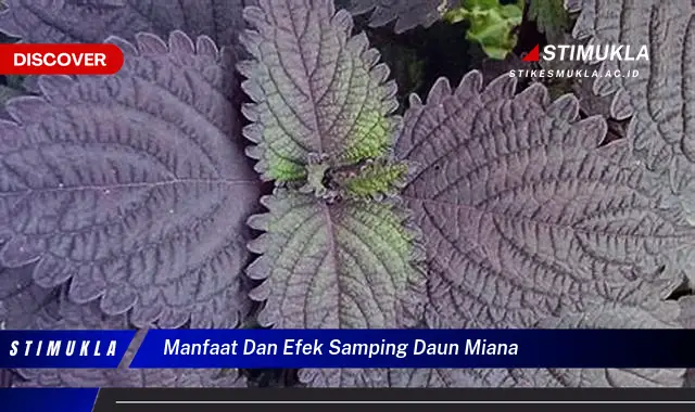 manfaat dan efek samping daun miana