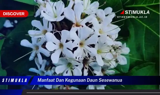 manfaat dan kegunaan daun sesewanua