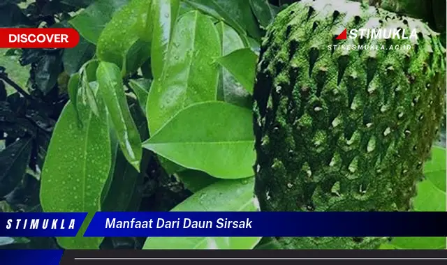 manfaat dari daun sirsak