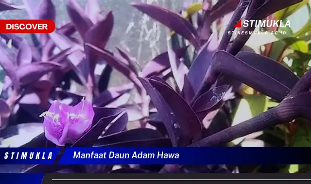 manfaat daun adam hawa
