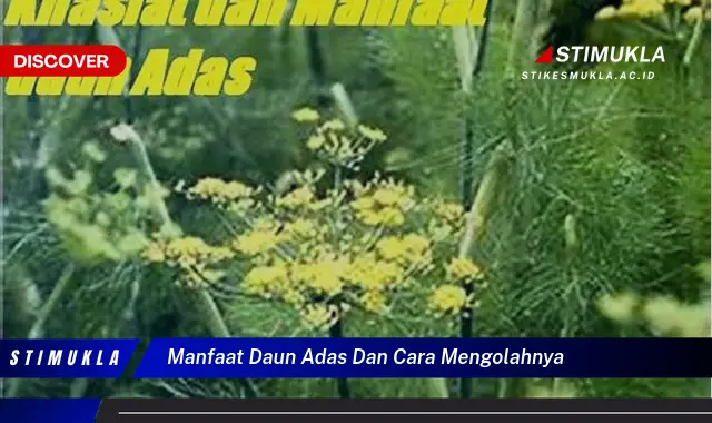 manfaat daun adas dan cara mengolahnya