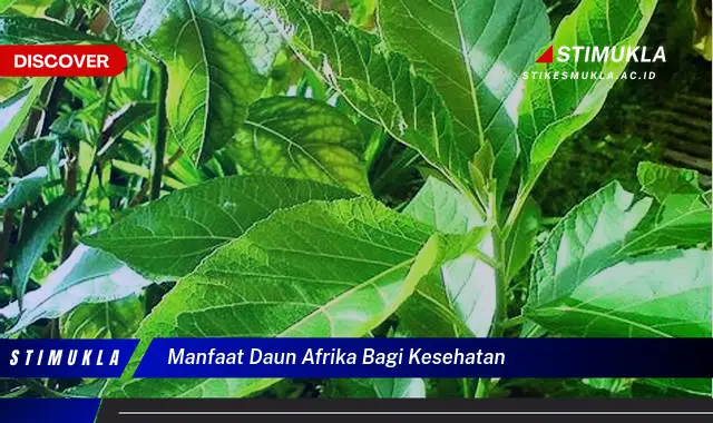 manfaat daun afrika bagi kesehatan