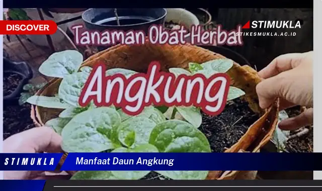 manfaat daun angkung