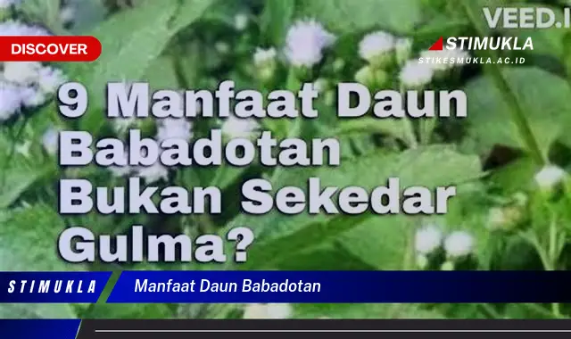 manfaat daun babadotan