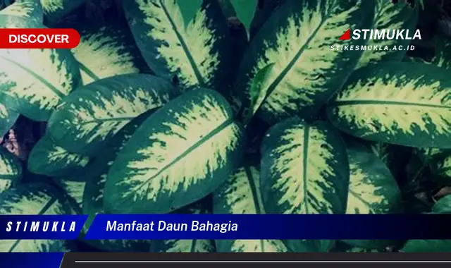 manfaat daun bahagia