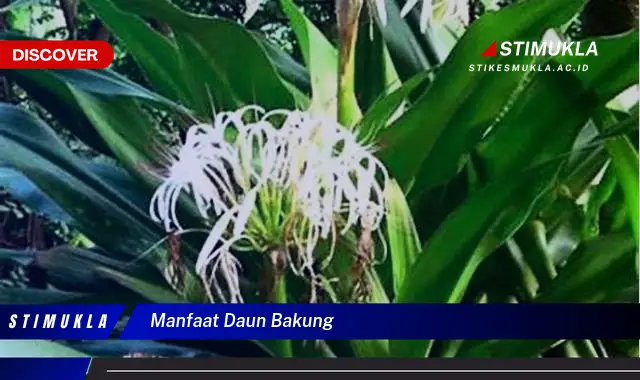 manfaat daun bakung