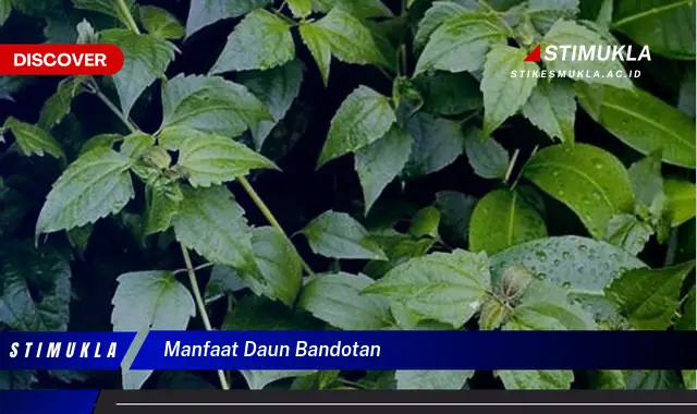 manfaat daun bandotan