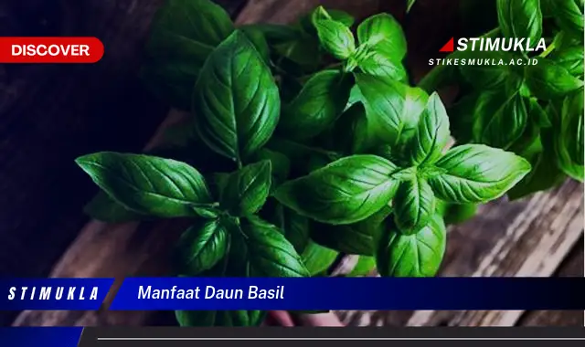 manfaat daun basil