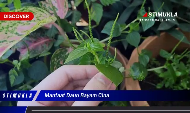 manfaat daun bayam cina