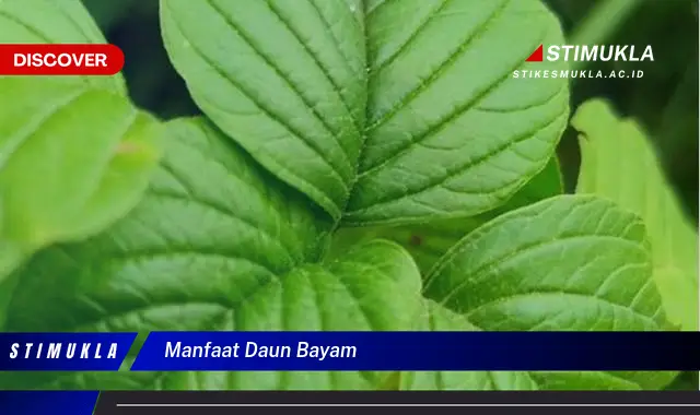 manfaat daun bayam