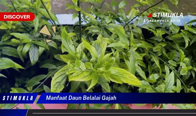 manfaat daun belalai gajah