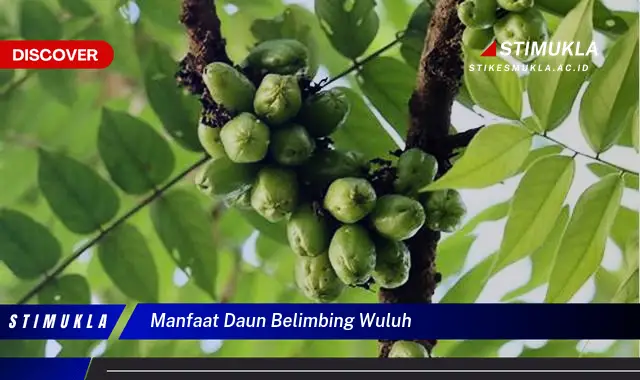 manfaat daun belimbing wuluh